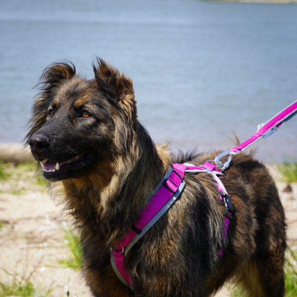 annyx Brustgeschirr Fun grau/pink
